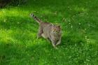 Kater Tiger entlaufen in Röttenbach