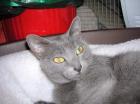 Behinnderte Katze Fity-abgeschoben