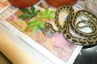 1. 1 Morelia spilota harrisoni reduced pattern