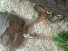 0 0 1 Bulolennatter pituophis catenifer sayi ENZ. 09