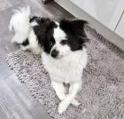 PANTERCHEN - entzückender Papillon-Mix - 2 5 Jahre - Tierhilfe-Franken e. V.