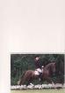 Charakterstarkes Liebes Sportpony