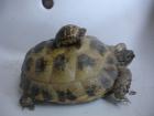 Testudo horsfieldii Vierzehenschildkröten