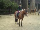 Ich suche Reitbeteiligung im Kreis Bergisch Gladbach Refrath