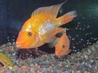 Amphilophus Cichlasoma citrinellum orange Jungtiere günstig abzugeben.