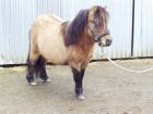 Minipony-Hengst falbfarben m. Aalstrich