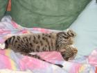 Suche Deckkater Raum Regensburg Schwandorf Amberg