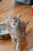 Rote Rheinrassige Maine coon Babys warten ein neues Zuhause.