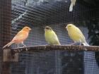 KANARIENVÖGEL verschiedene Farben
