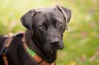 KONGO - Labrador-Mix - 9 Monate - Tierhilfe-Franken e. V.