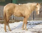 Ein Bild von einer Quarter Horse Stute