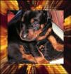Bio Hundefutter