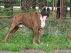 Zwergschnauzer pff/s