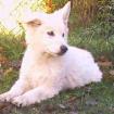 Tibetterrier Welpen