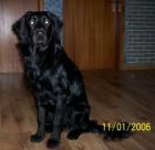 Golden Retriever-Mischling 8 Monate alt