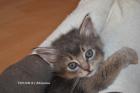 Somalikitten in ruddy/ wildfarben blau