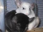 Chinchillas suchen .