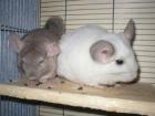 Dringend Chinchilla Pärchen