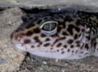 1. 2 Leopardgeckos