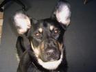 Rhodesian Ridgeback Welpen zu verk. 600Euro