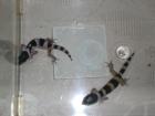 Leopardgecko Babys