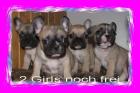 Franz. Bulldoggen. Babys