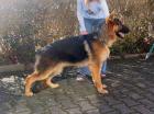 IRISH WOLFHOUND