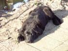 Labrador-Welpen abzugeben Bildhübsche gesun