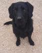Wir suchen ein liebevolles Zuhause für unseren Finn Mischling Labrador und Jag