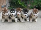Siberian Huskywelpen zum Juni/ Juli 2022