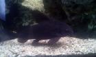 Synodontis eupterus 1/1