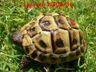 Ligurische Landschildkröten Testudo hermanni hermanni Italien NZ08/09