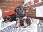 Labrador welpen