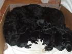 12 Deutsche Doggenbabyssuchen ein liebevolles