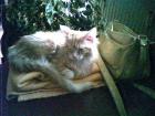 Süßes MAINE COON Mädchen