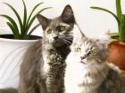 Heilige Birma-Kitten suchen neues Zuhause PLZ 217xx