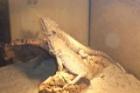 Suche Sulcata Spornschildkröten