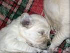 Schäferhundmixwelpenverkaufe welpen 4monate a