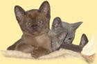 Ich suche für meine 2 Kater Hauskater ein n