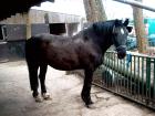 Suche Reitbeteiligung
