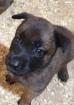 Malinois Welpen o P.