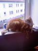 Verkaufe super Lieben Kater