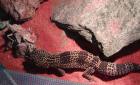 Dumbo Ratte weiblich agoutiWeibliche agouti
