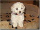 Plüschige Bichon frise Welpen im Teddylook