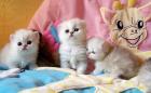 Perserbabys in silver shaded golden shaded und chinchilla mit Stammbaum