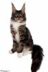 Traumhafte Maine Coon Kitten der seltenen Extraklasse