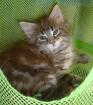Maine Coon Mädchen 15 Wochen