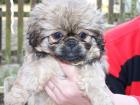 Süße Pekinese-Welpen 8 Wochen zu verkaufen 200 -