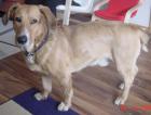 Dringend neues Zuhause gesucht