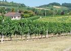 BERGERAC französischer Wein auf deutsch .